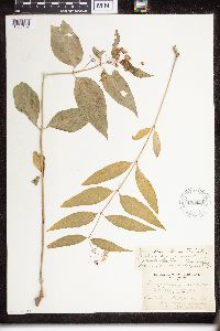 Asclepias purpurascens image