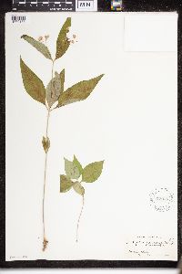 Asclepias quadrifolia image