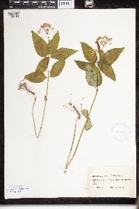 Asclepias purpurascens image