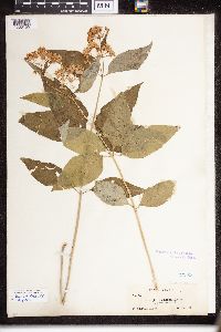 Asclepias purpurascens image