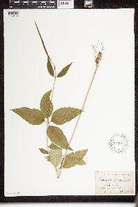 Asclepias purpurascens image