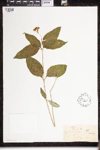Asclepias purpurascens image