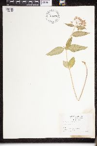Asclepias purpurascens image