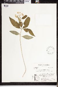 Asclepias quadrifolia image