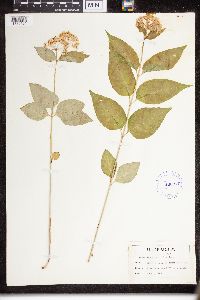 Asclepias purpurascens image