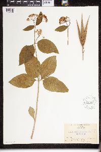 Asclepias purpurascens image
