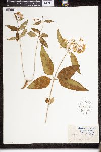 Asclepias purpurascens image