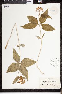 Asclepias purpurascens image