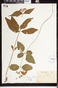 Asclepias purpurascens image