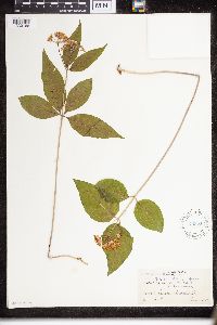 Asclepias purpurascens image