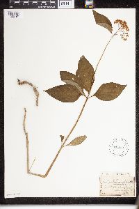 Asclepias purpurascens image