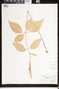 Asclepias purpurascens image