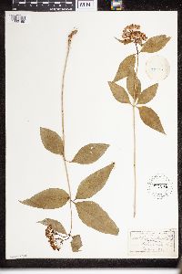 Asclepias purpurascens image