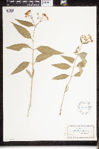 Asclepias purpurascens image