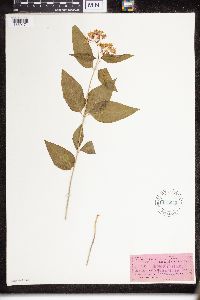 Asclepias purpurascens image