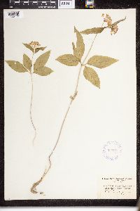 Asclepias quadrifolia image