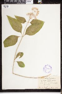 Asclepias quadrifolia image