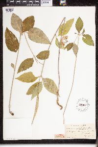 Asclepias quadrifolia image