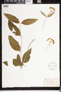 Asclepias quadrifolia image