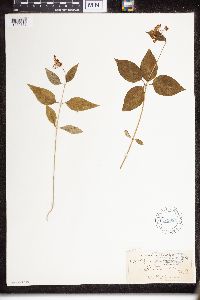 Asclepias quadrifolia image