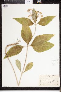 Asclepias quadrifolia image