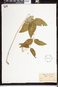 Asclepias quadrifolia image