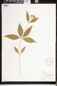 Asclepias quadrifolia image