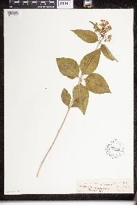 Asclepias quadrifolia image