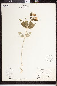 Asclepias quadrifolia image