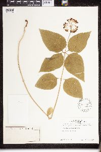 Asclepias quadrifolia image