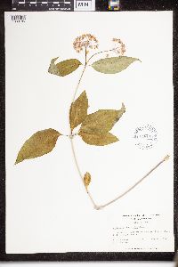 Asclepias quadrifolia image