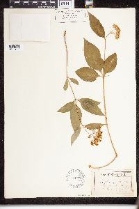 Asclepias quadrifolia image