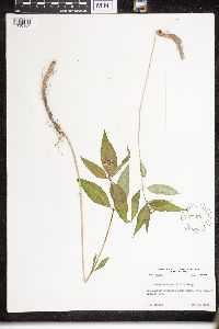 Asclepias quadrifolia image