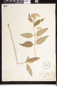 Asclepias quadrifolia image