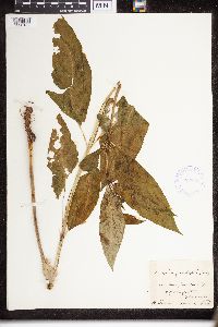 Asclepias quadrifolia image