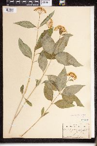 Asclepias quadrifolia image