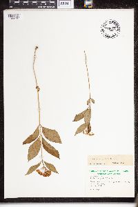 Asclepias quadrifolia image