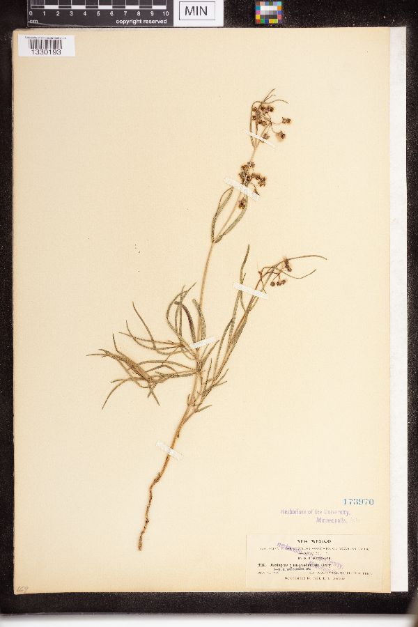 Asclepias quinquedentata image