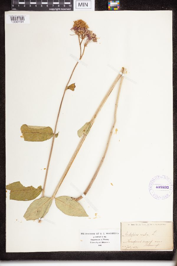 Asclepias rubra image