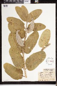 Asclepias speciosa image