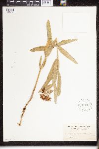 Asclepias speciosa image