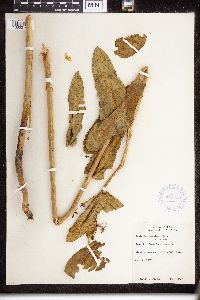 Asclepias speciosa image