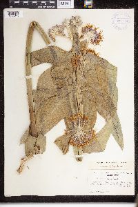 Asclepias speciosa image