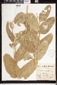 Asclepias speciosa image