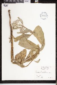 Asclepias speciosa image