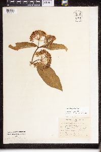 Asclepias speciosa image
