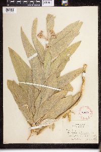 Asclepias speciosa image