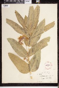 Asclepias speciosa image