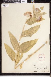 Asclepias speciosa image