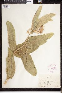 Asclepias speciosa image